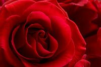 Rickey Lucille Browning